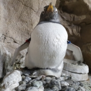 Acquario di Genova